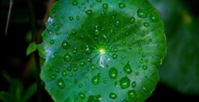 Manguera para jardin