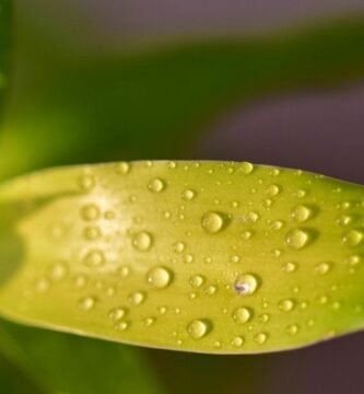 Manguera para jardin