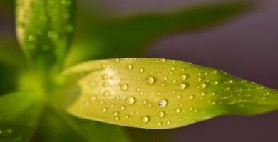 Manguera para jardin