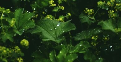 Manguera para jardin