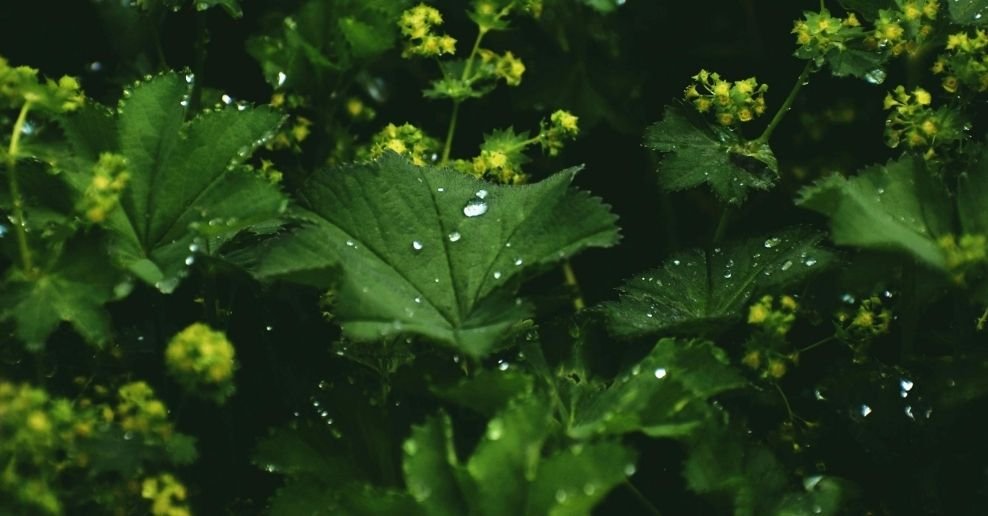 Manguera para jardin