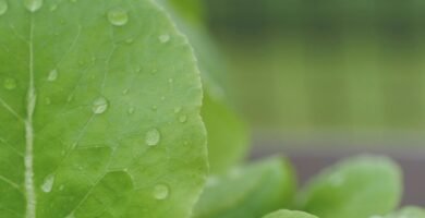 Manguera para jardin