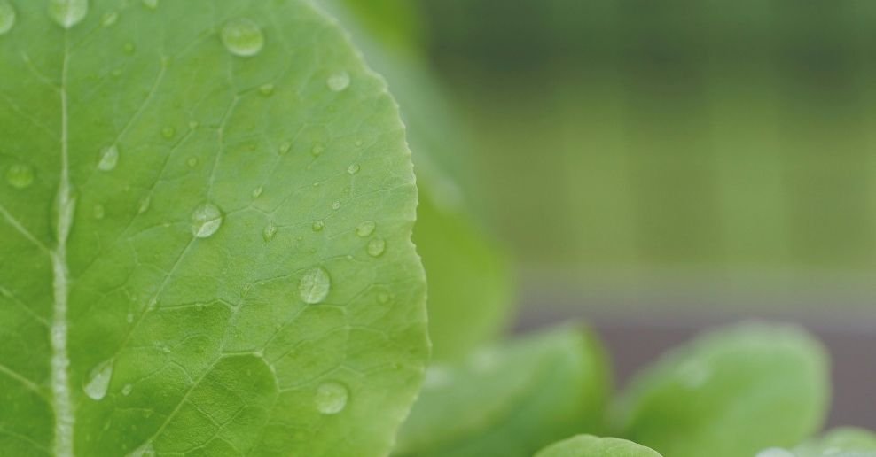 Manguera para jardin