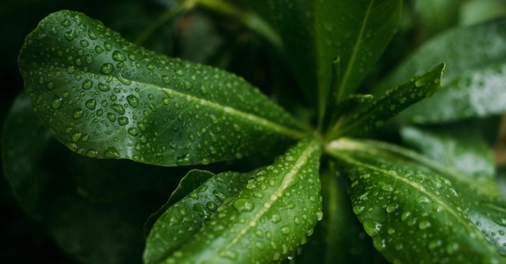 manguera de agua para jardin