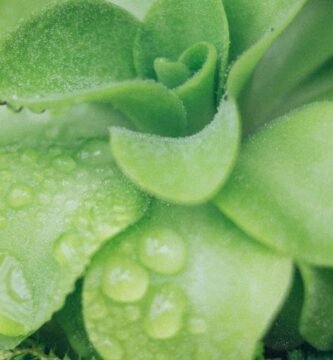 Manguera para jardin