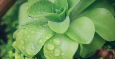 Manguera para jardin