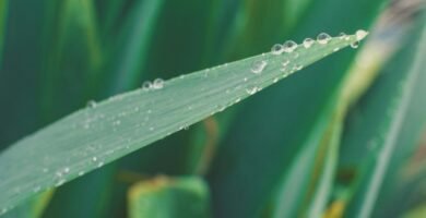 Manguera para jardin