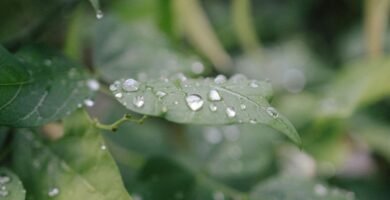 Manguera para jardin