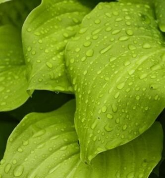 Manguera para jardin