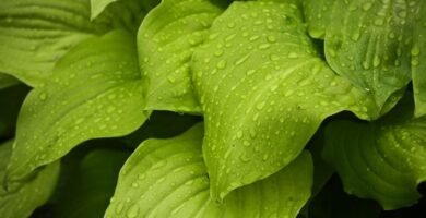 Manguera para jardin