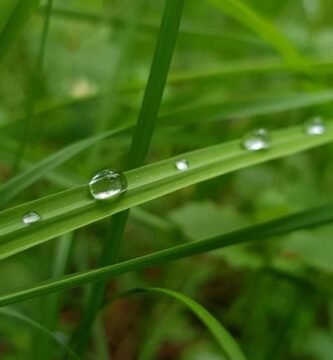 Manguera para jardin