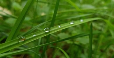 Manguera para jardin