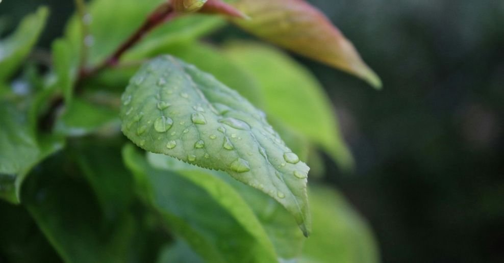 Manguera para jardin