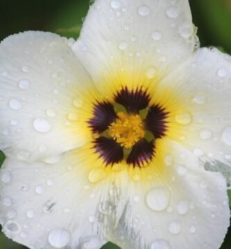 Manguera para jardin