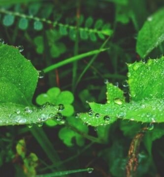 Manguera para jardin