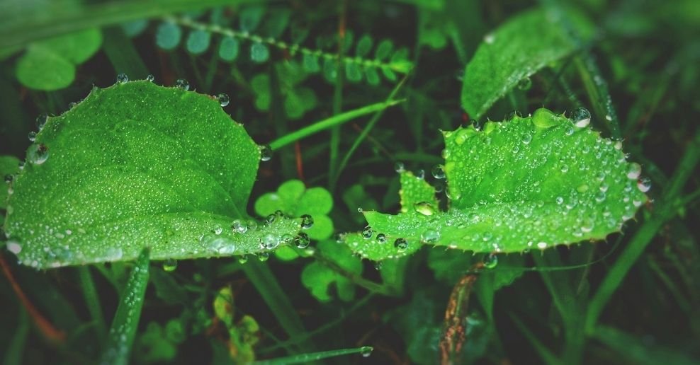 Manguera para jardin