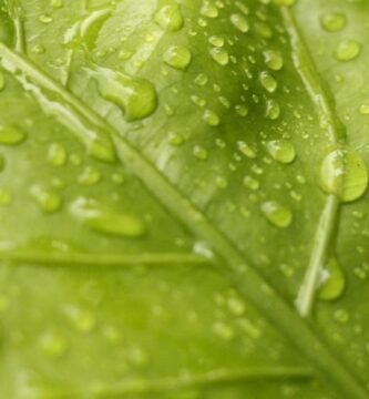 Manguera para jardin