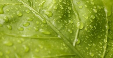 Manguera para jardin