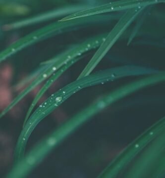 Manguera para jardin