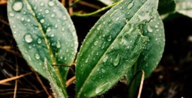 Manguera para jardin