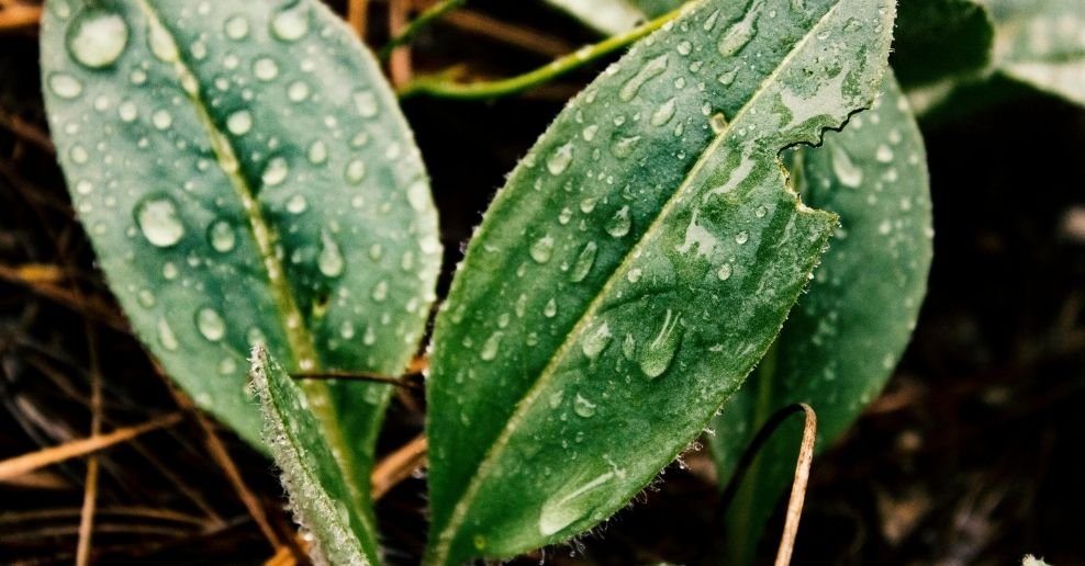 Manguera para jardin