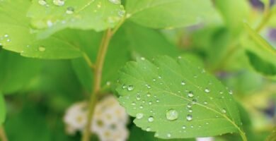 Manguera para jardin
