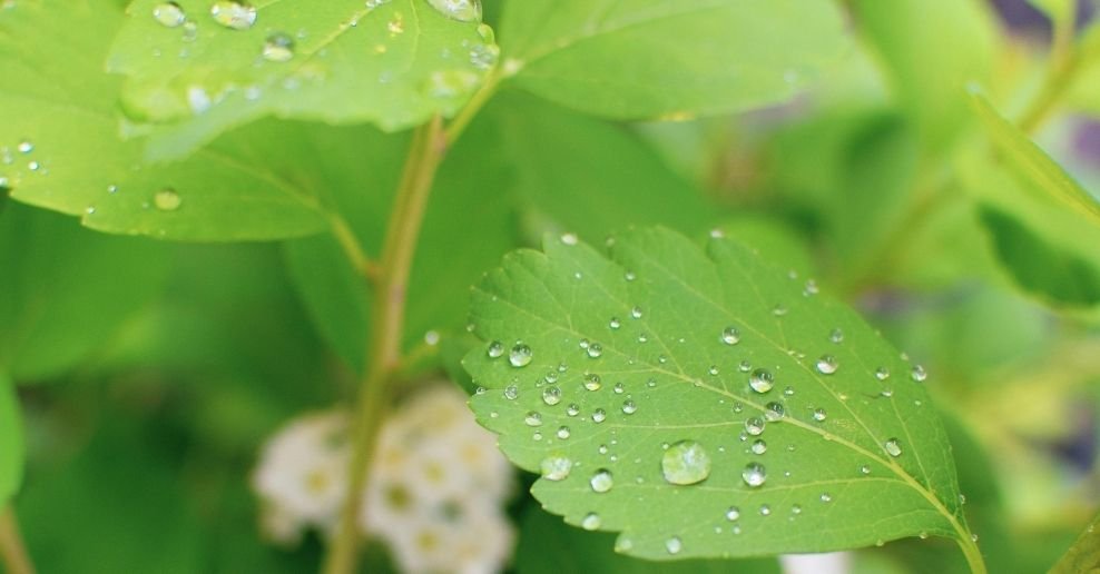 Manguera para jardin