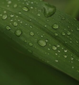 Manguera para jardin