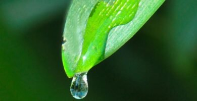 Manguera para jardin