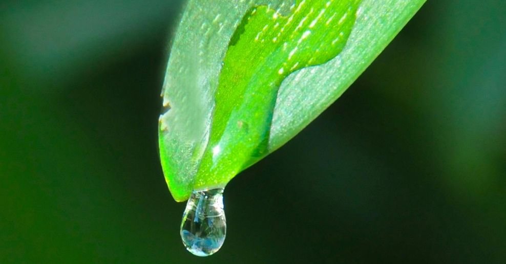 Manguera para jardin