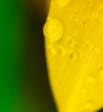 Manguera para jardin