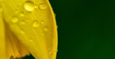 Manguera para jardin