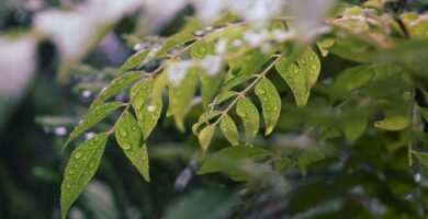 Manguera para jardin