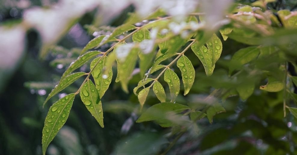 Manguera para jardin