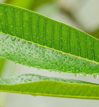 Manguera para jardin