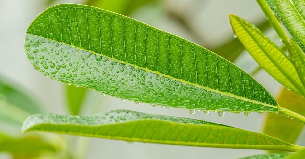 Manguera para jardin