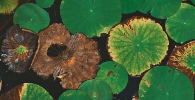 Manguera para jardin