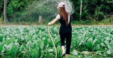 ¿Cómo se debe regar un jardín?