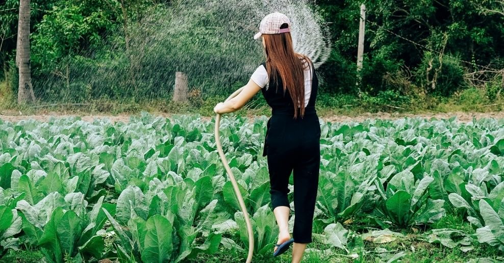 ¿Cómo se debe regar un jardín?